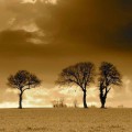 three_trees