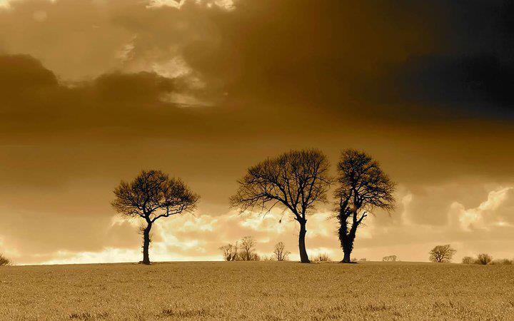 three_trees